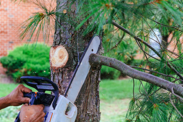 Best Tree Removal Services  in Valhalla, NY